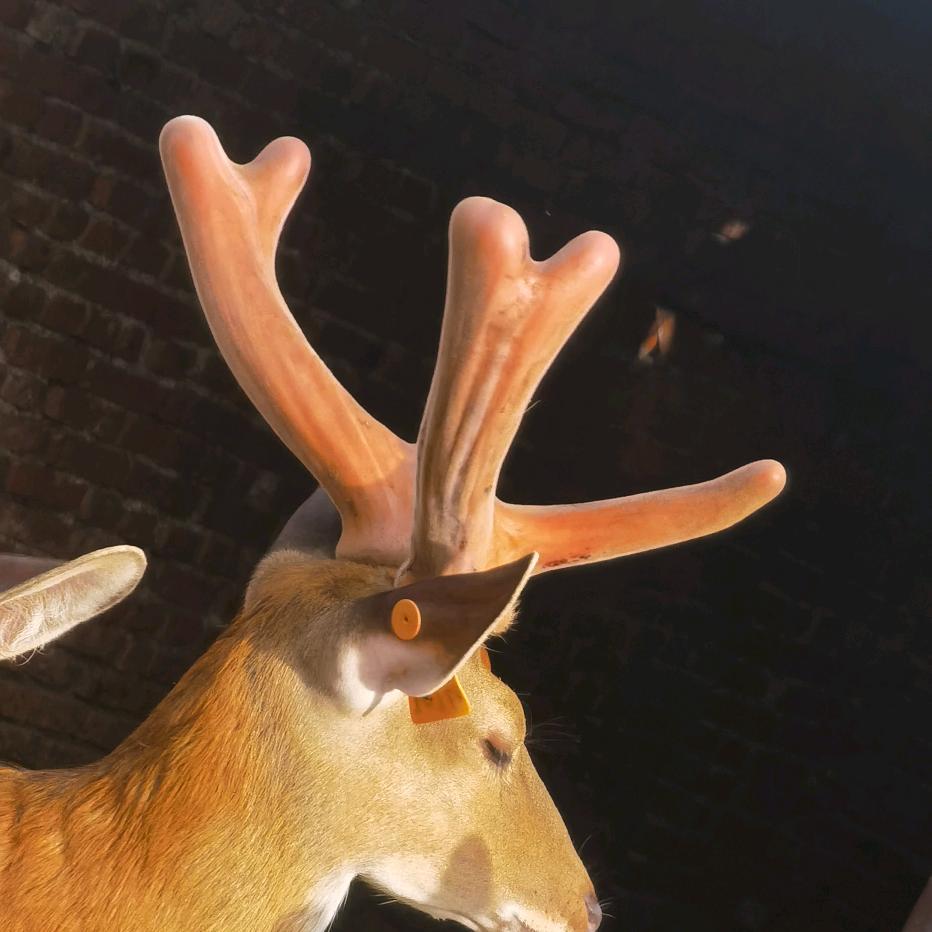 鹿亿滋补专营店