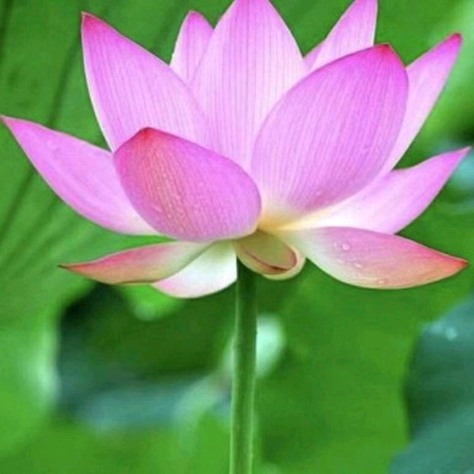 现代杨玉环