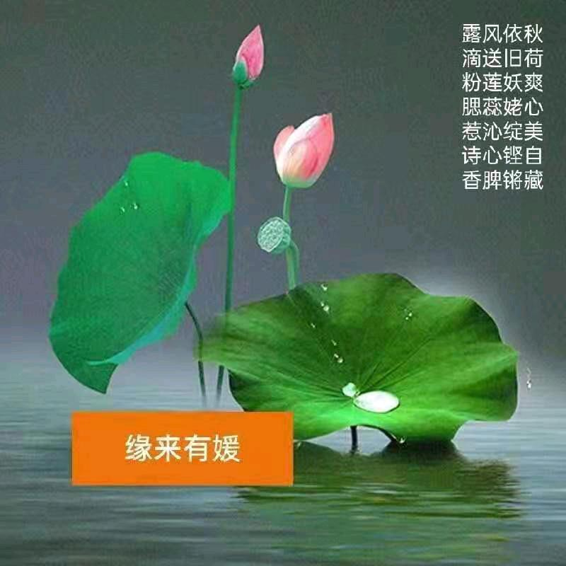 缘来有媛