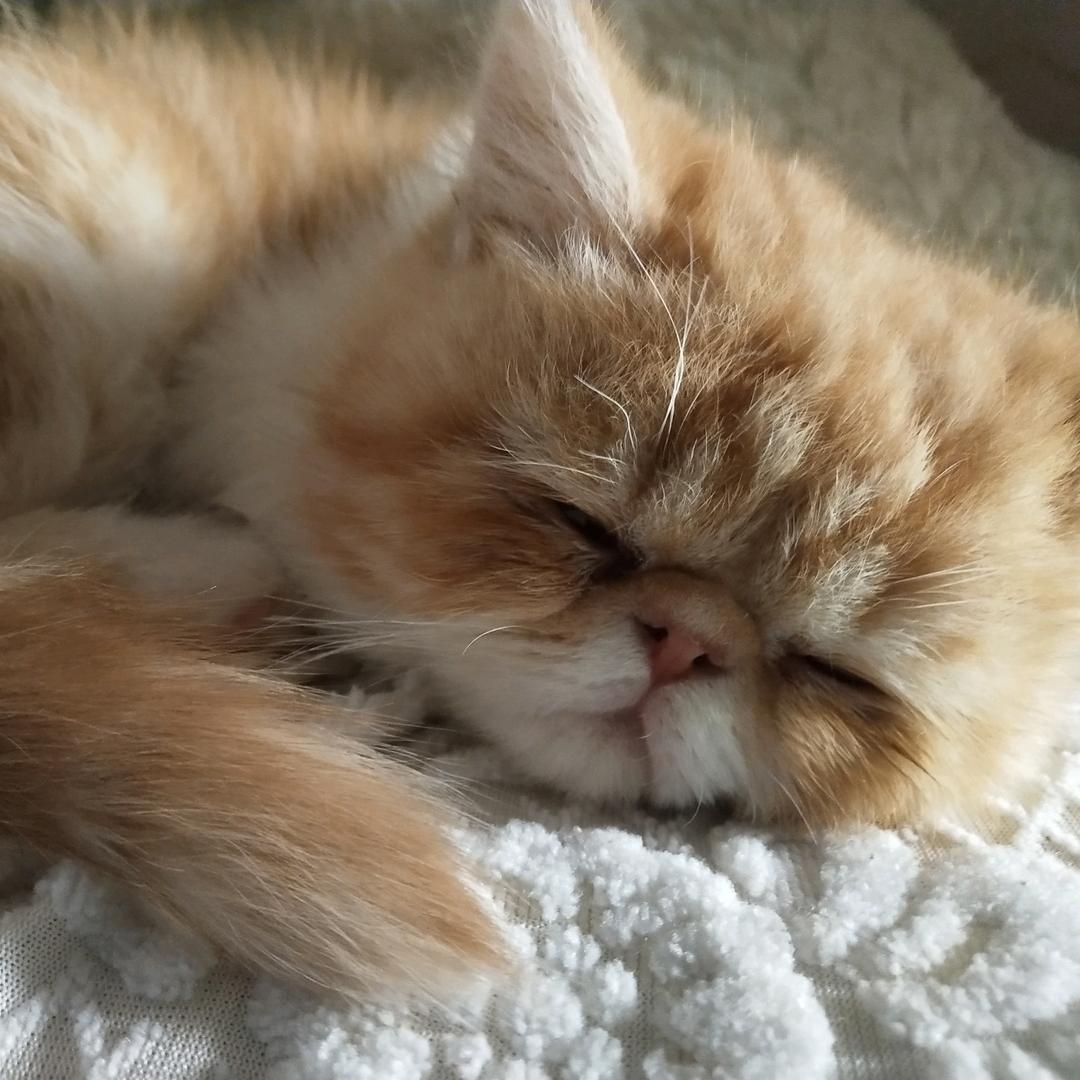 傻子的❤️愿
