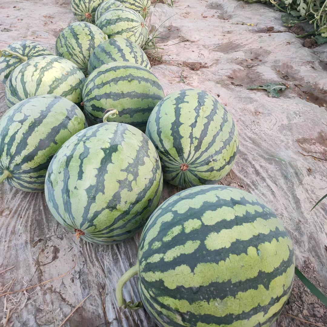 台农🍉西瓜大叔🍉