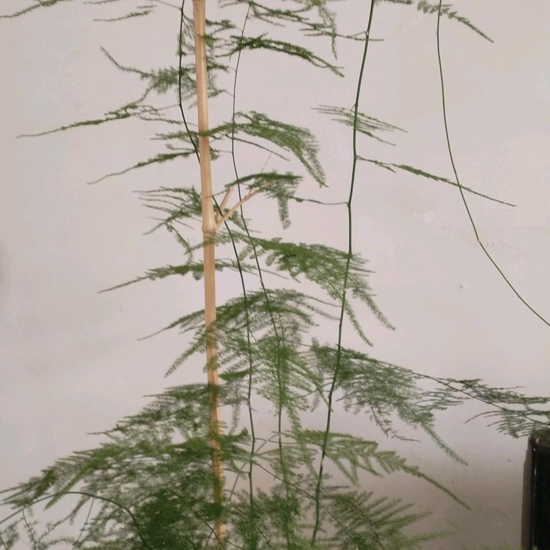 ？？？？？？？？