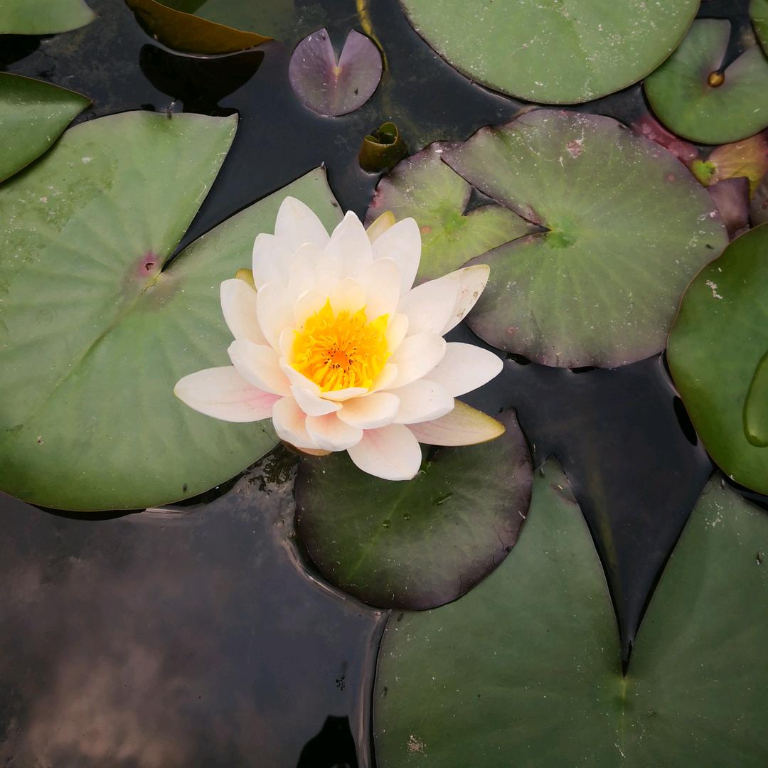 小魔豆