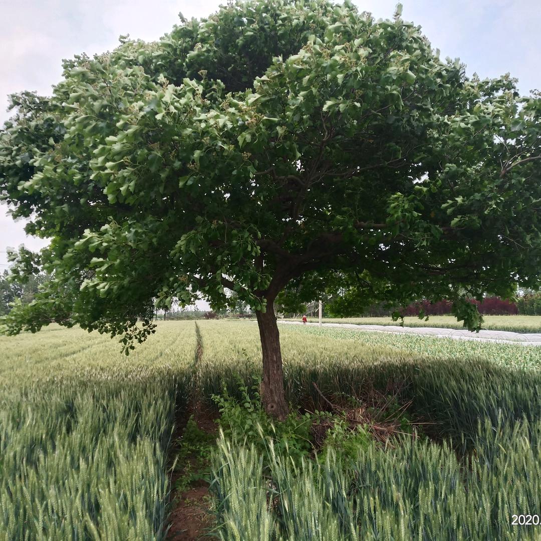 鲁阳园林有限公司，一次合作，终身朋友，