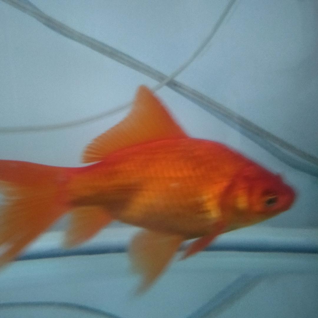 张奎英