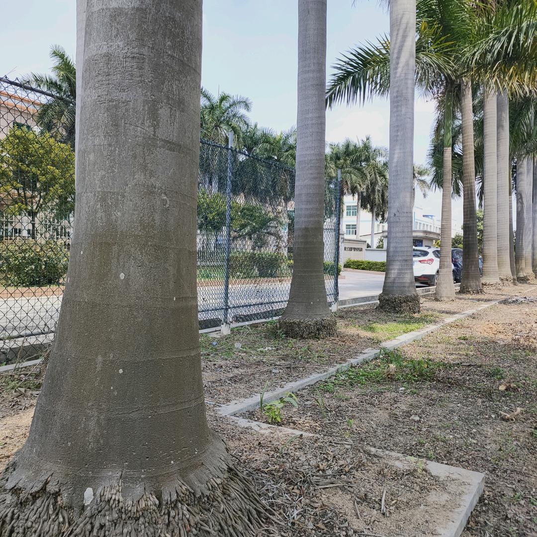 人生如棋，落地无悔！