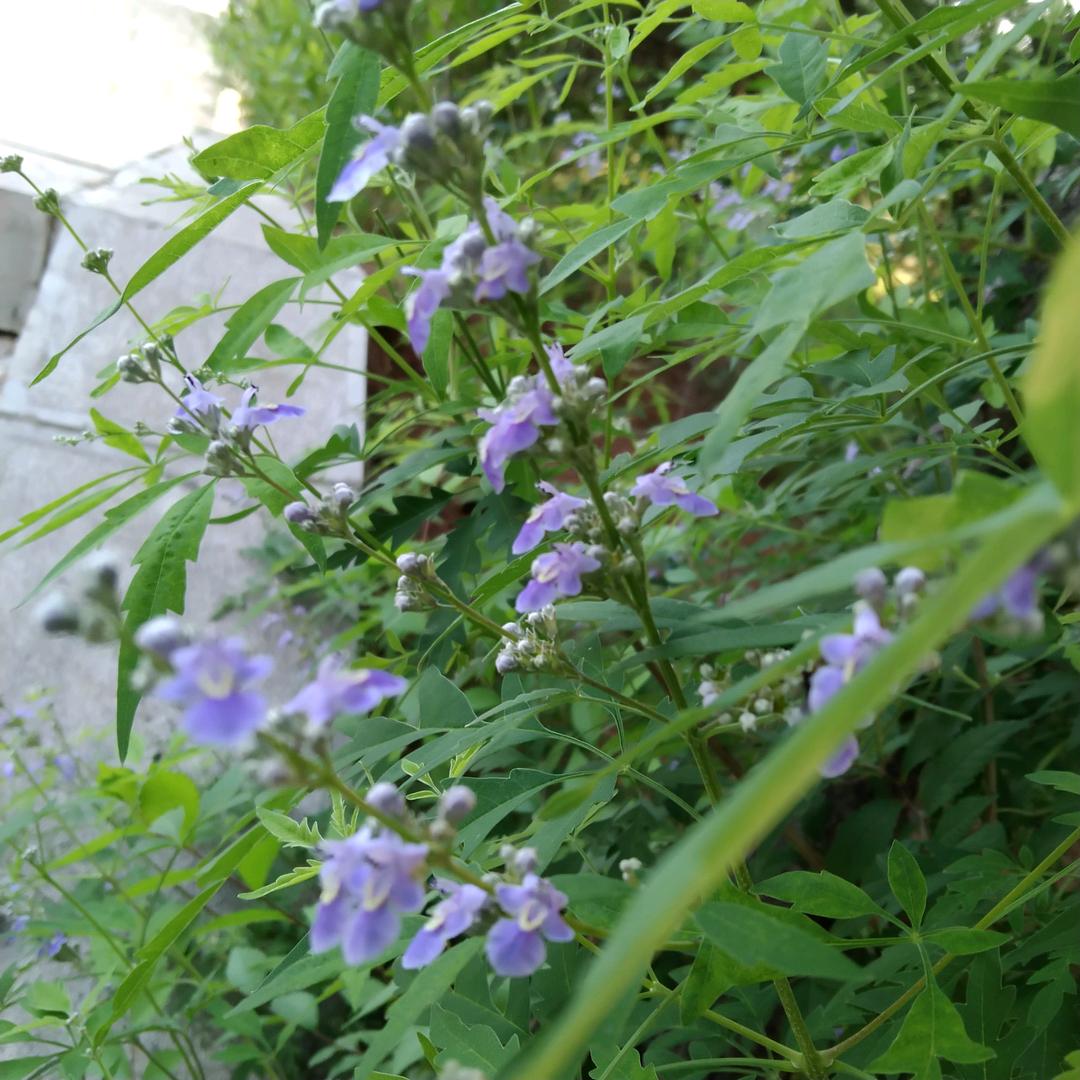 简洁