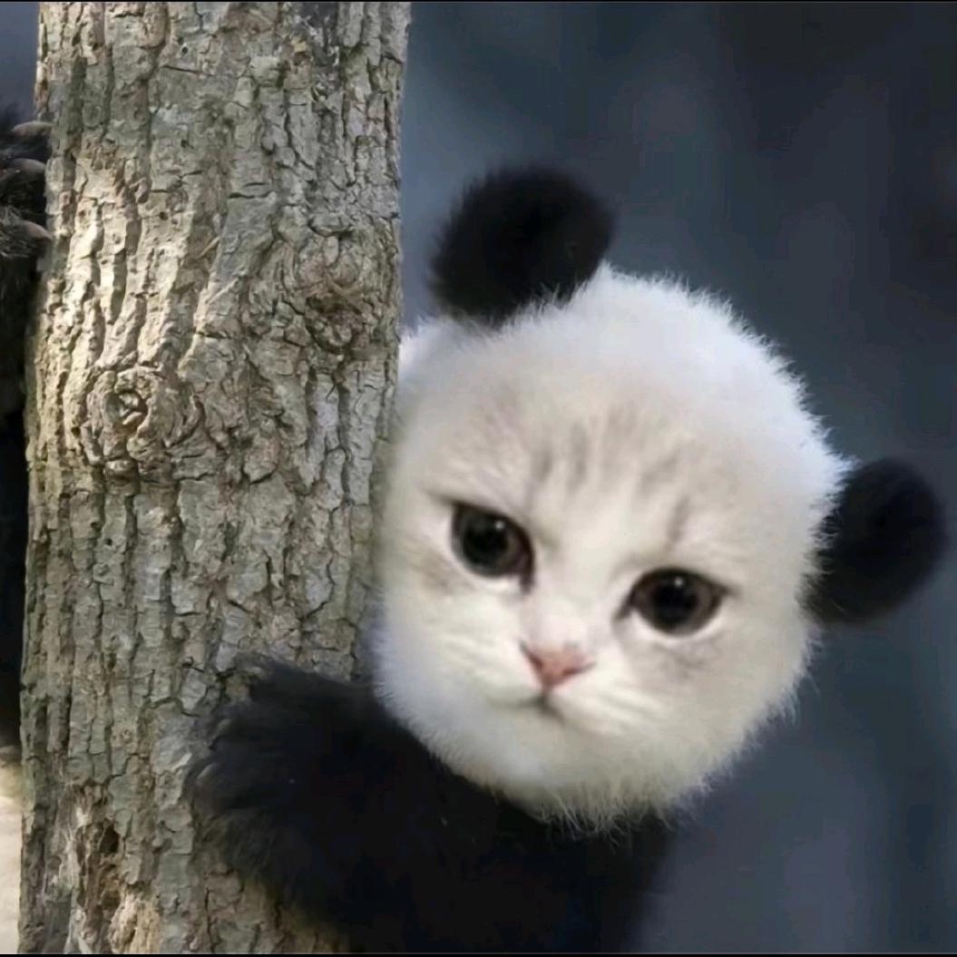 如果人类有尾巴的话🐾