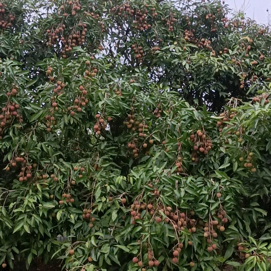 👿(இωஇ)没钱@