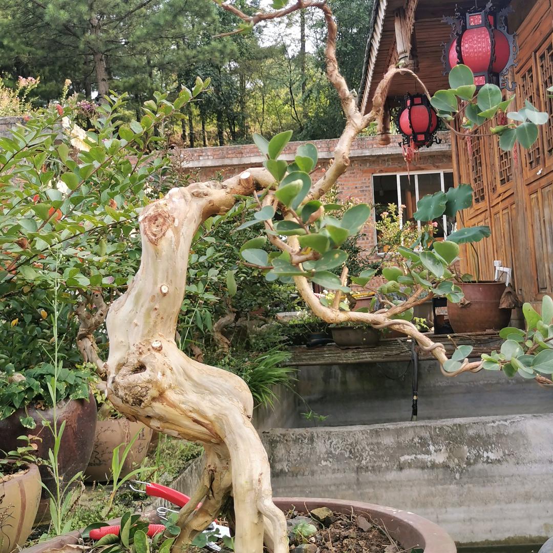 新蒲新区泉强苗圃场