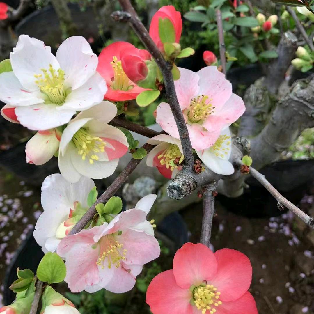 芊满阁花卉经营部