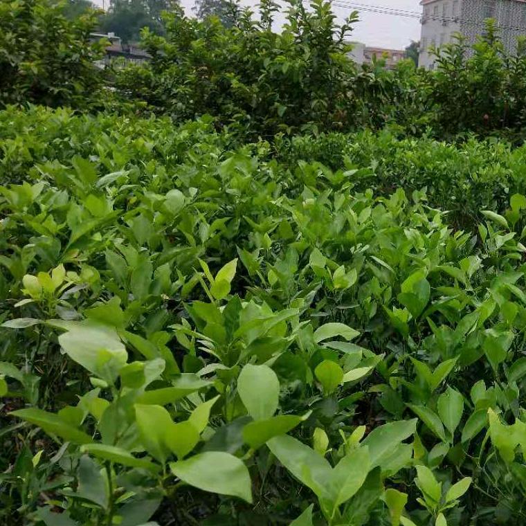 广西果树苗批发基地