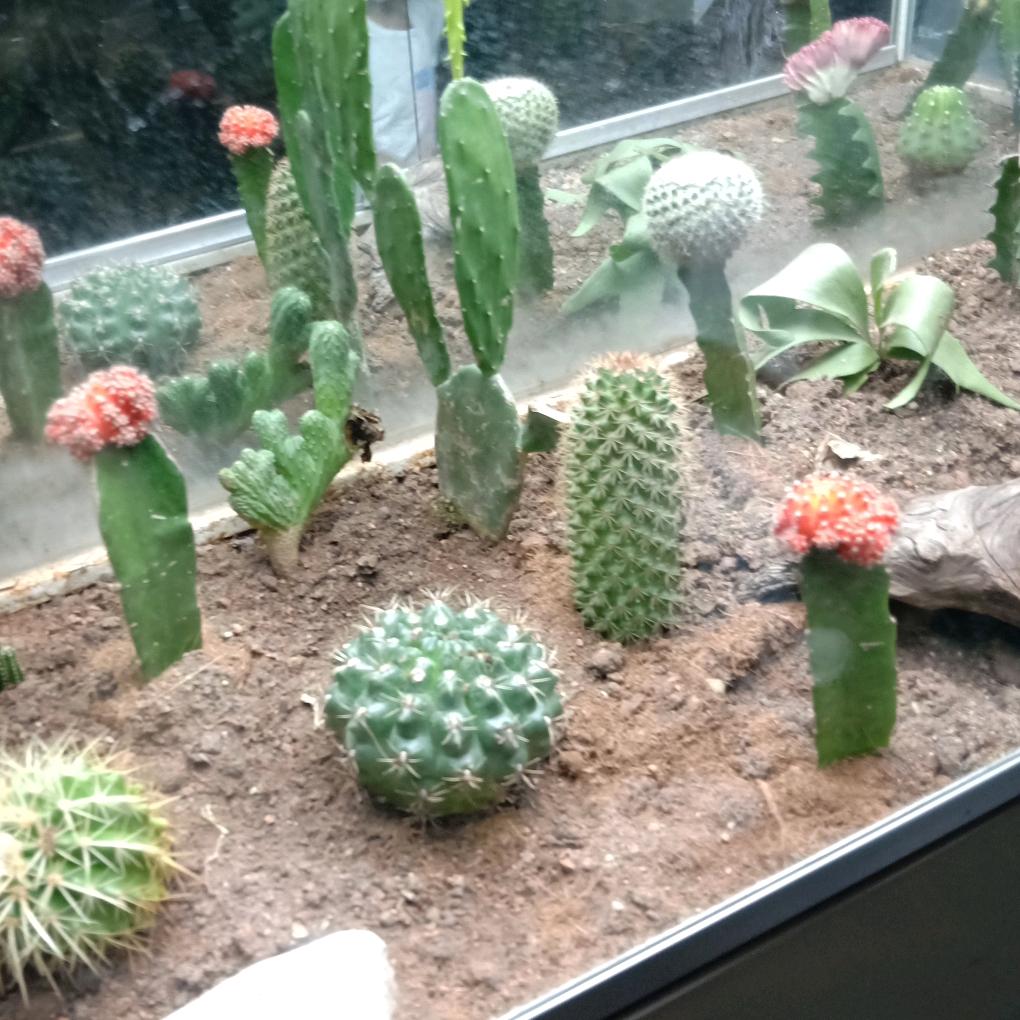 素侠