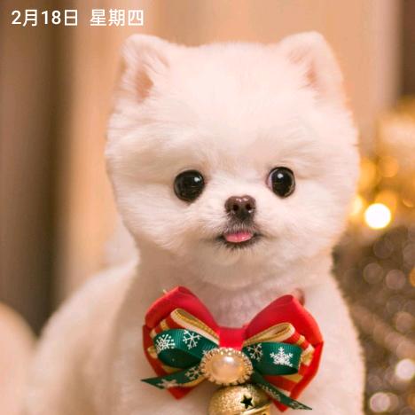 小博
