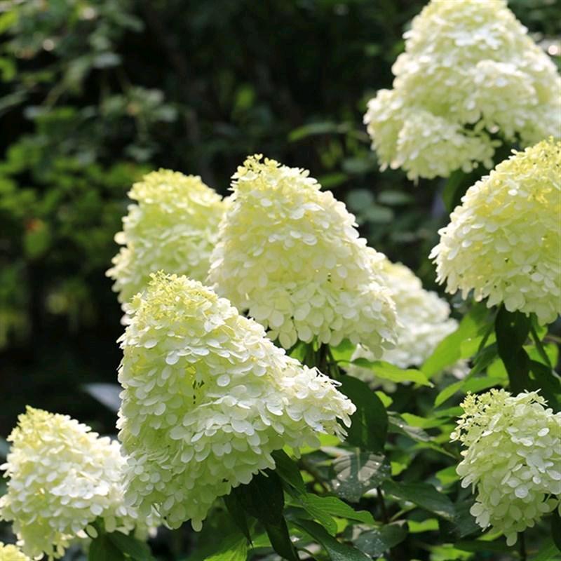 小周带你看花