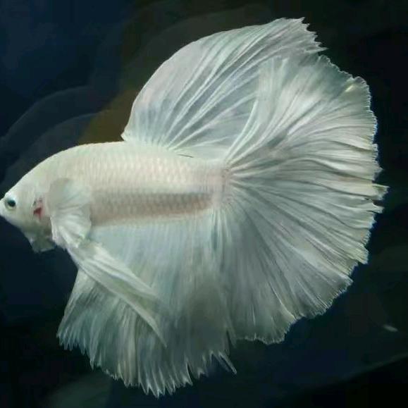 ♥噬魂舞者♥半边魚🐟季林夏的灵魂煮肉体
