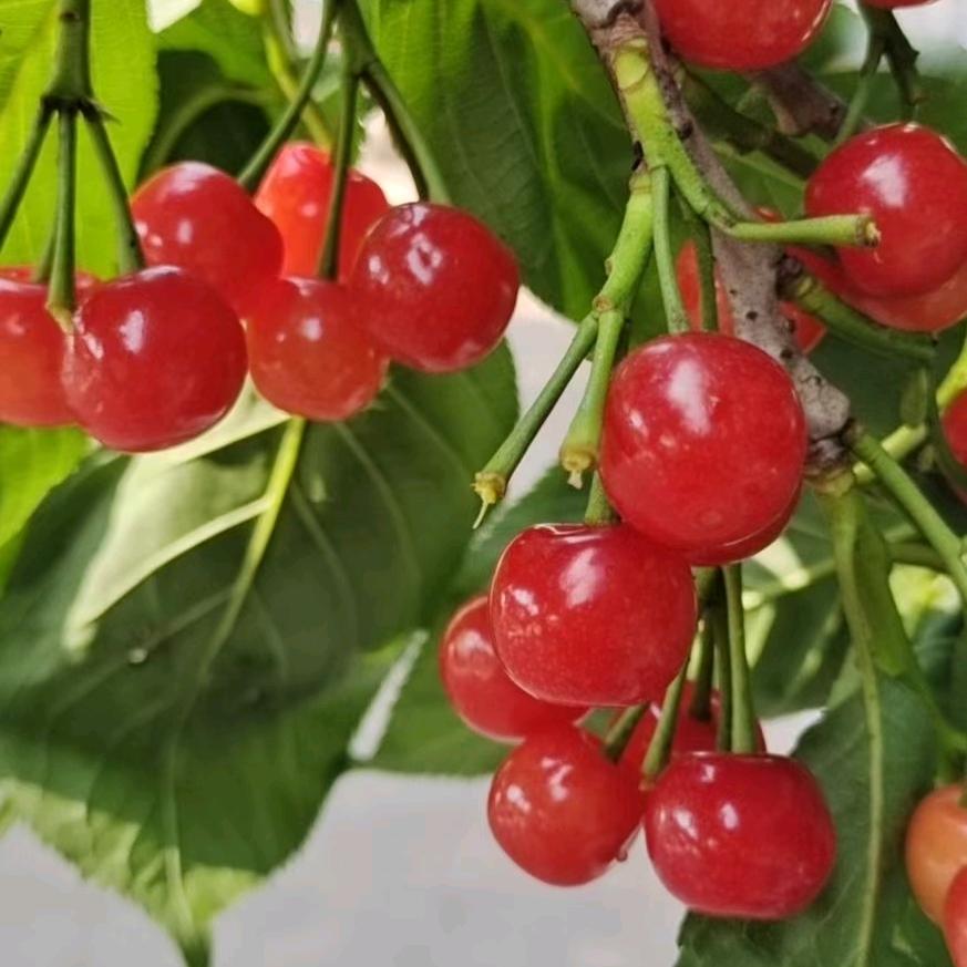 宜宾周姐，石家庄