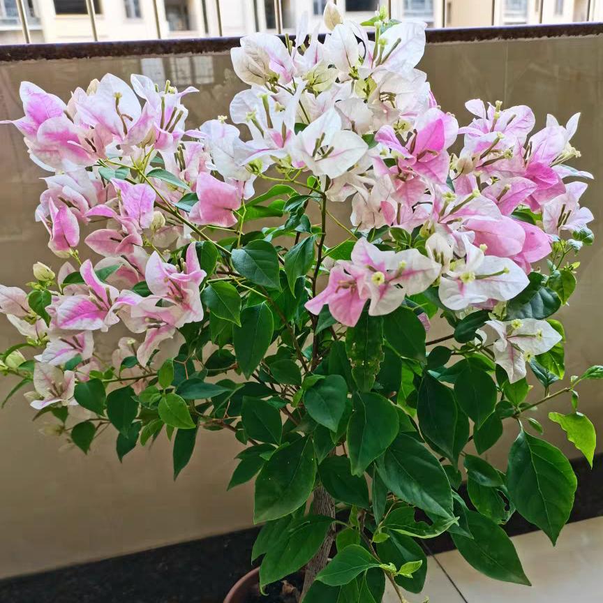 展淘园艺种植有限公司
