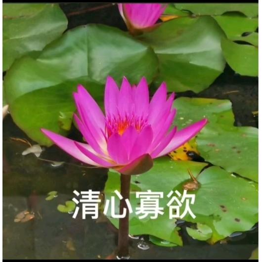 感恩