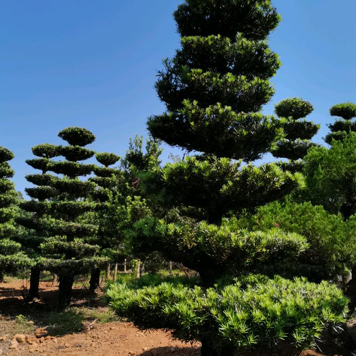 三茶苗木（罗汉松罗汉竹果树绿化苗基地
