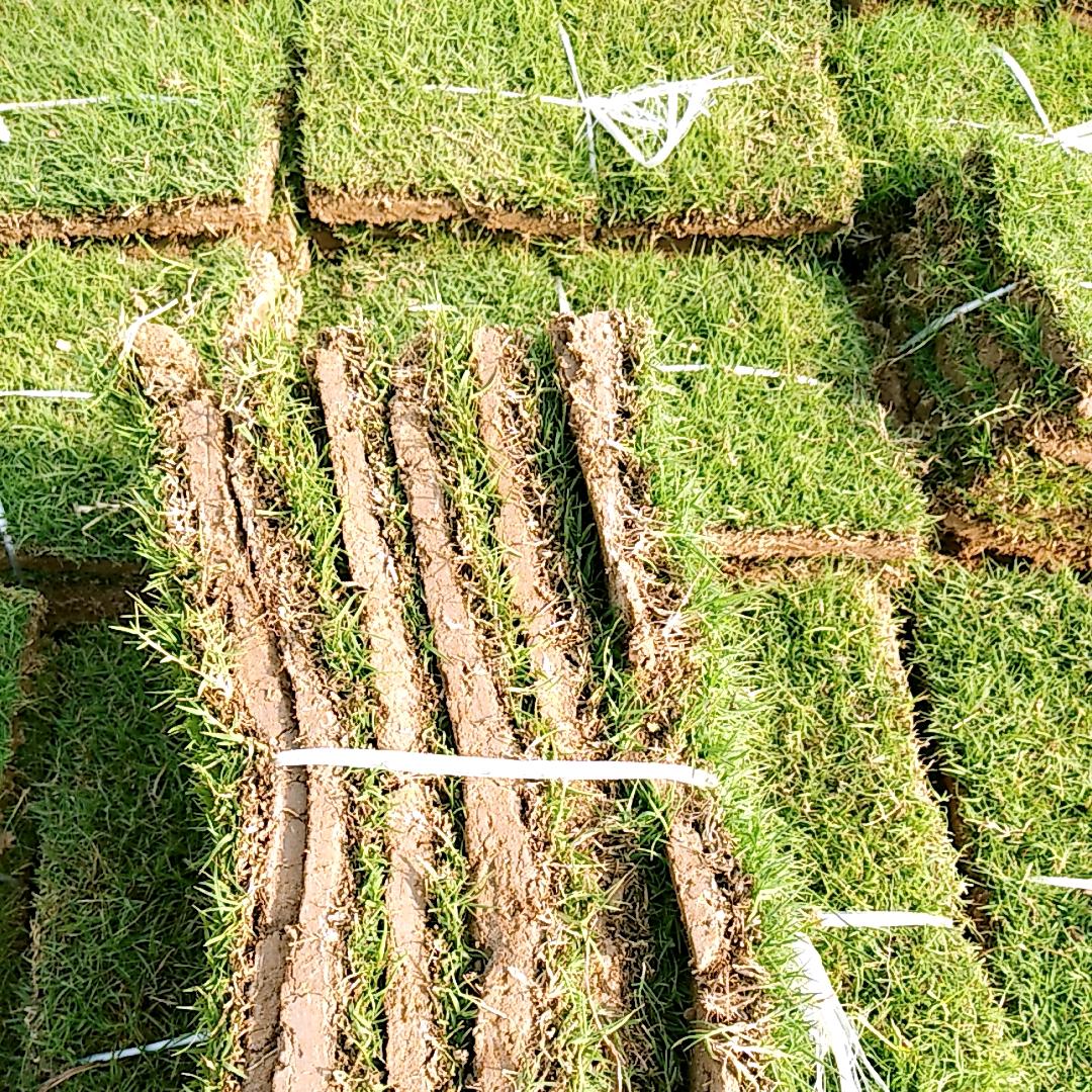 滁州林友草坪苗木