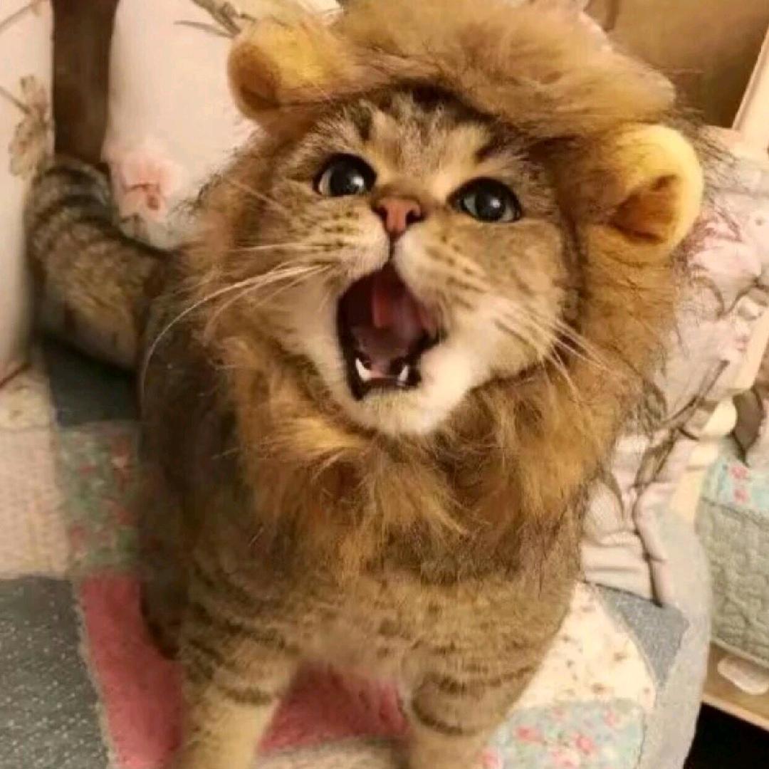 喵呜(๑´ω`๑)(见过马群耀)