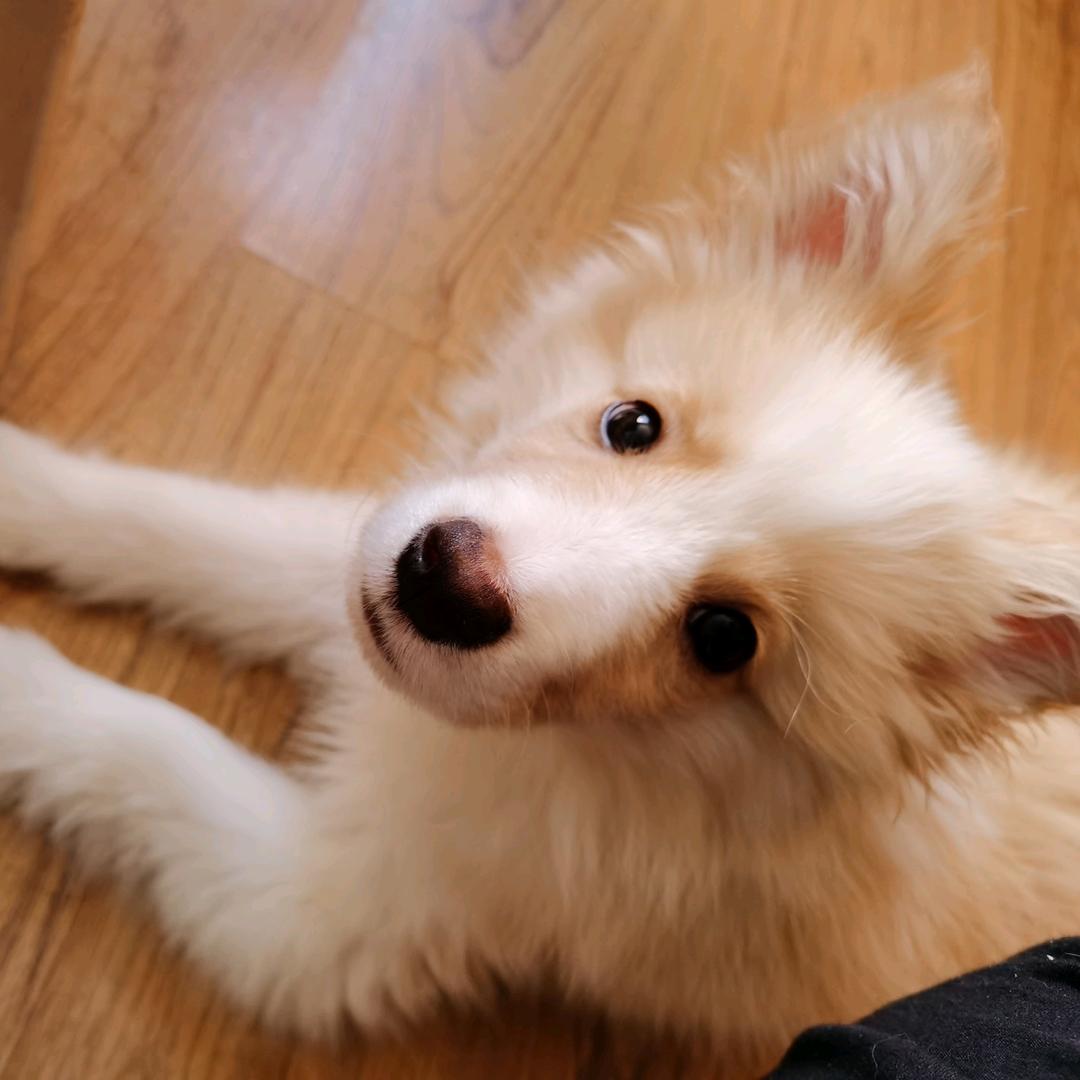 开局一只小大零