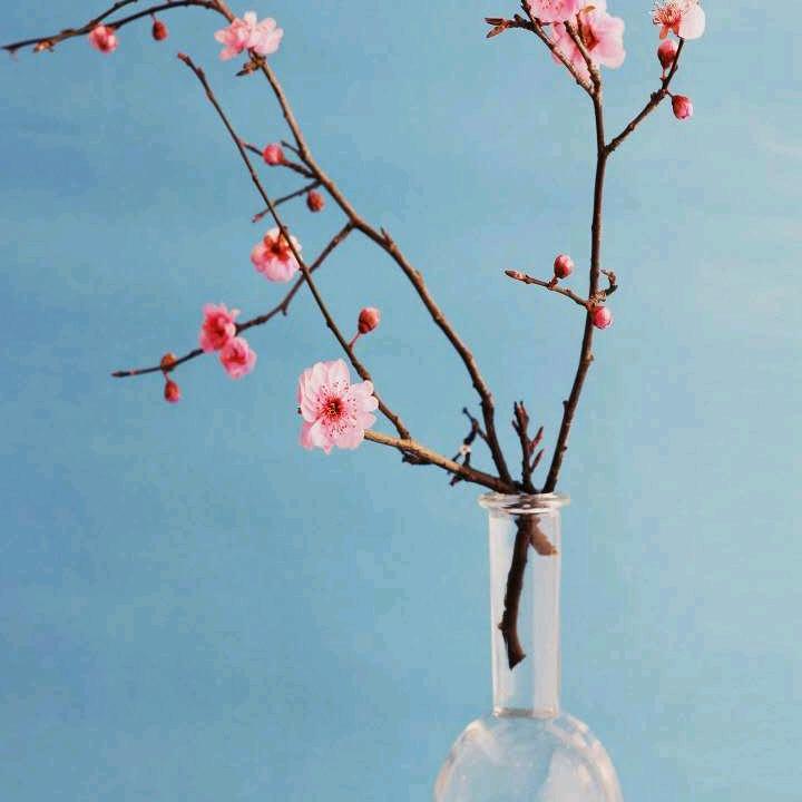 明月清凤