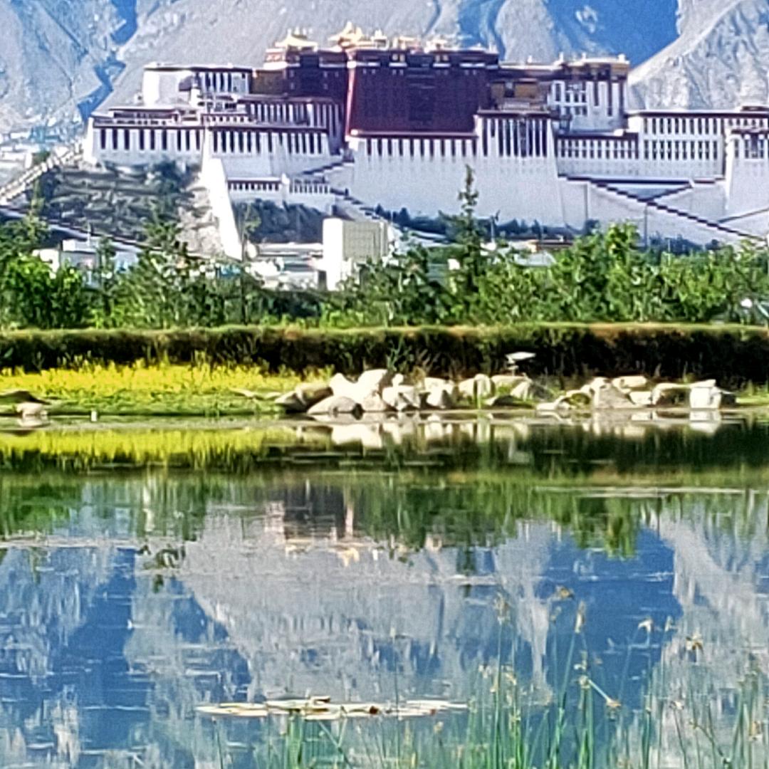 柳树