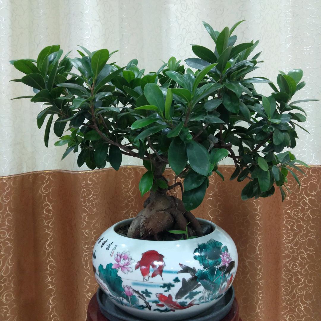 花语心情