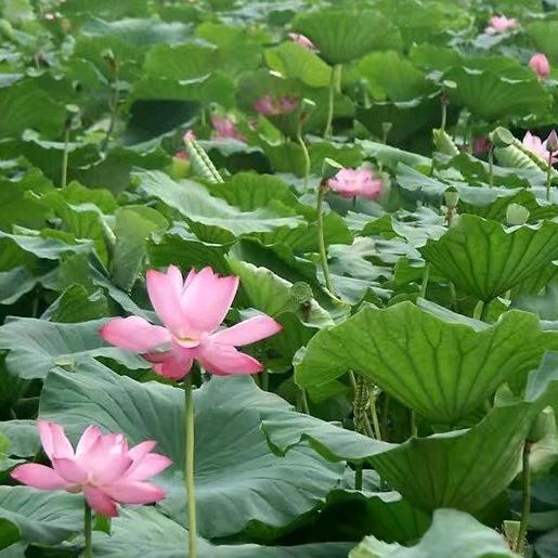 小花ヽ(爱爱)ノ