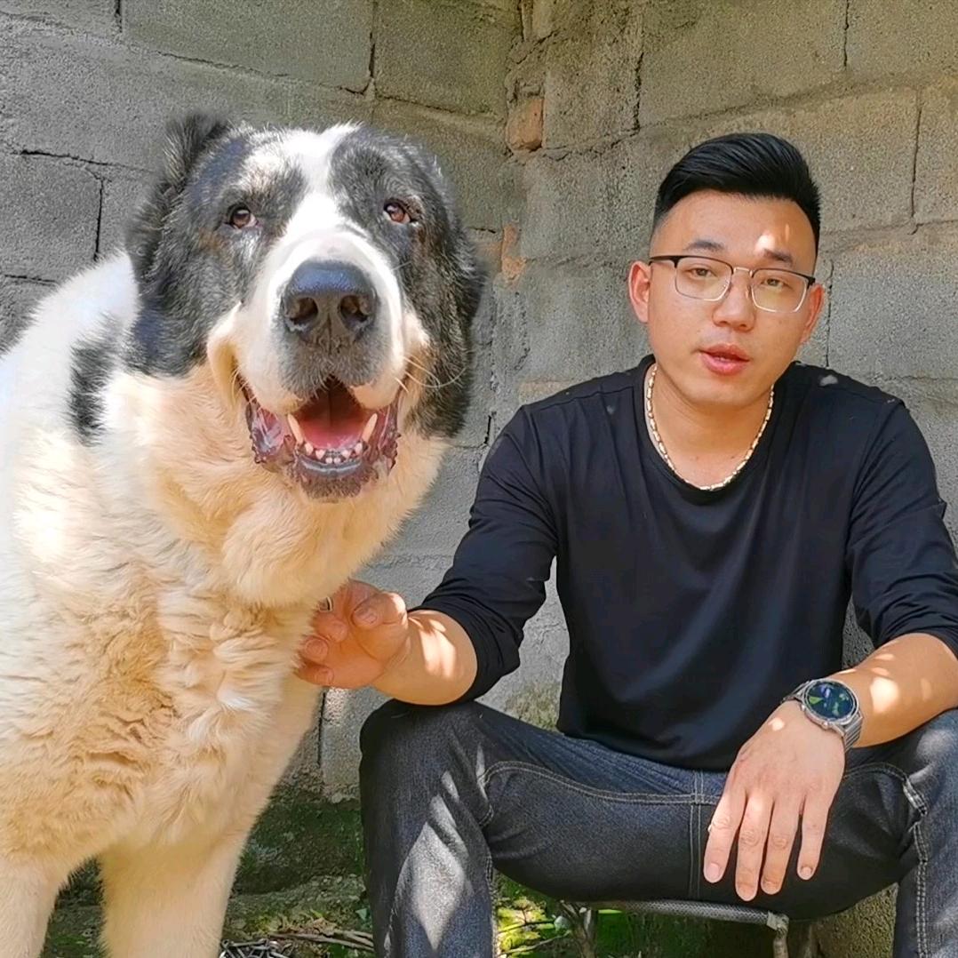 犬知识分享