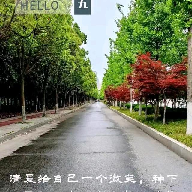夕阳红