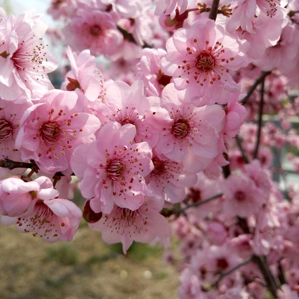 夜空中最亮的 星