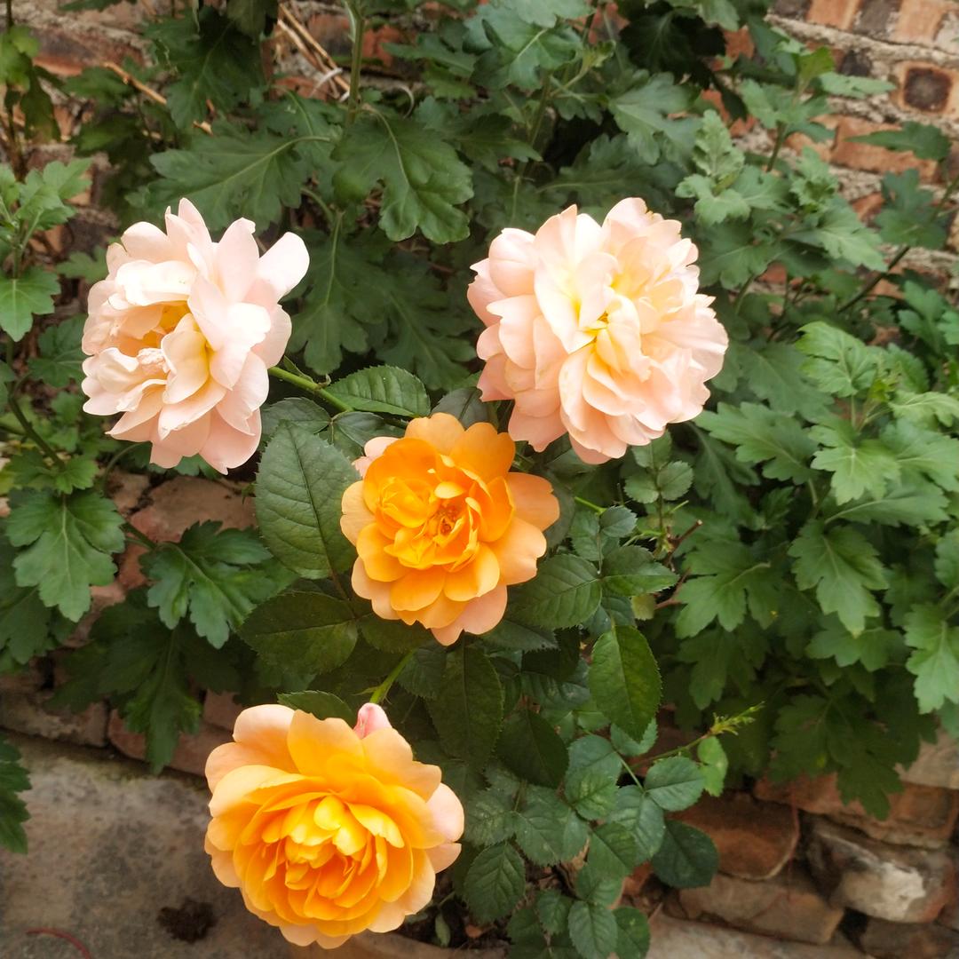 我的心酸谁能懂