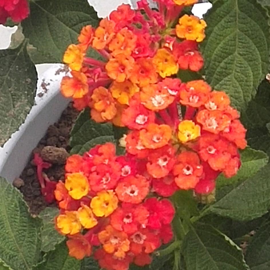 @萱草花&