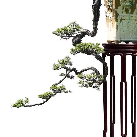裕派盆景