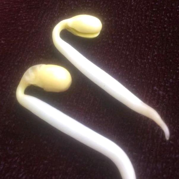 老豆芽泥瓦工水电给排水