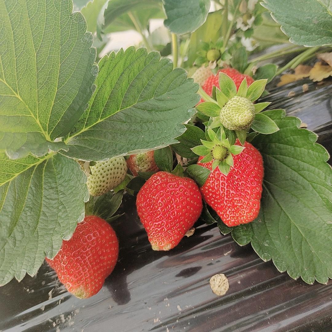 手机用户74274588249