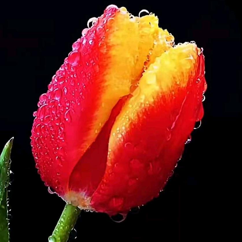 泰康(精英代理人)1341