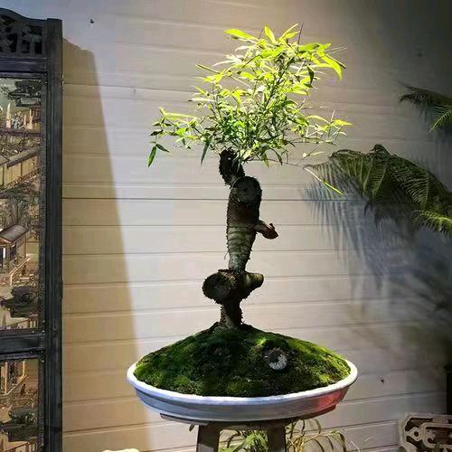 小胖盆栽（簕竹）