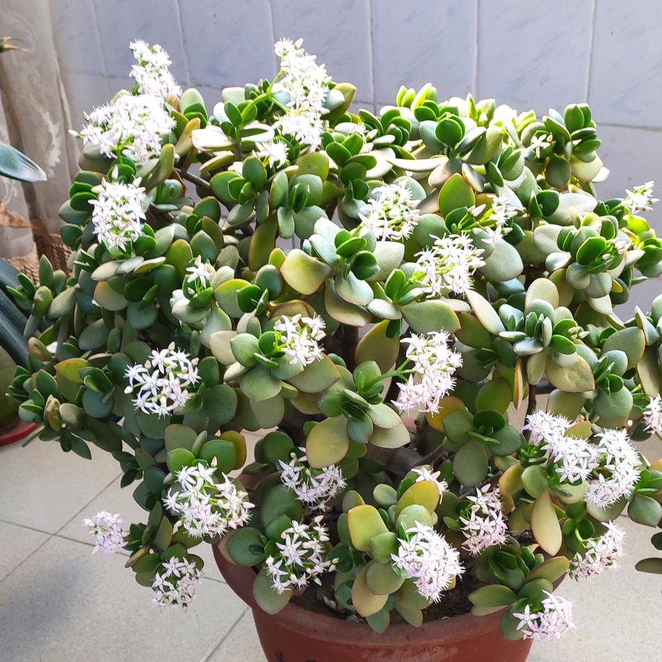 卫芹