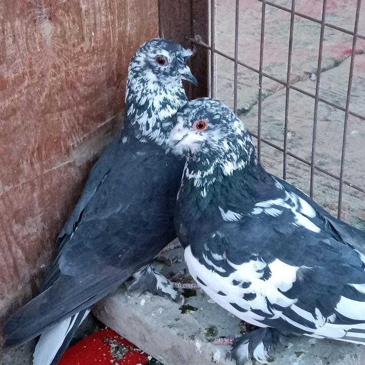XIRALI  RIWAYAT
