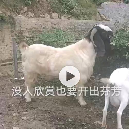 与羊共舞