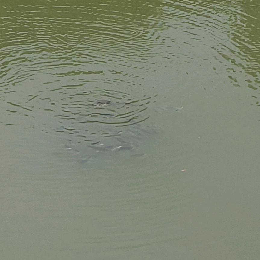 明天才是向往的生活