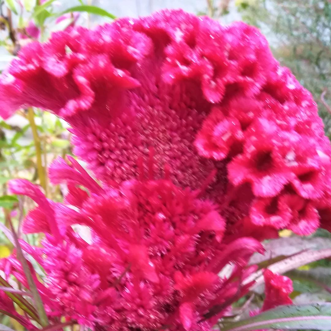 太阳花