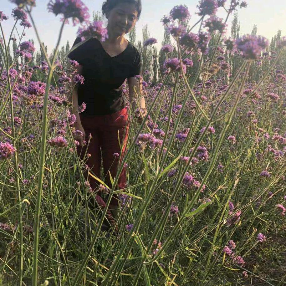格桑花