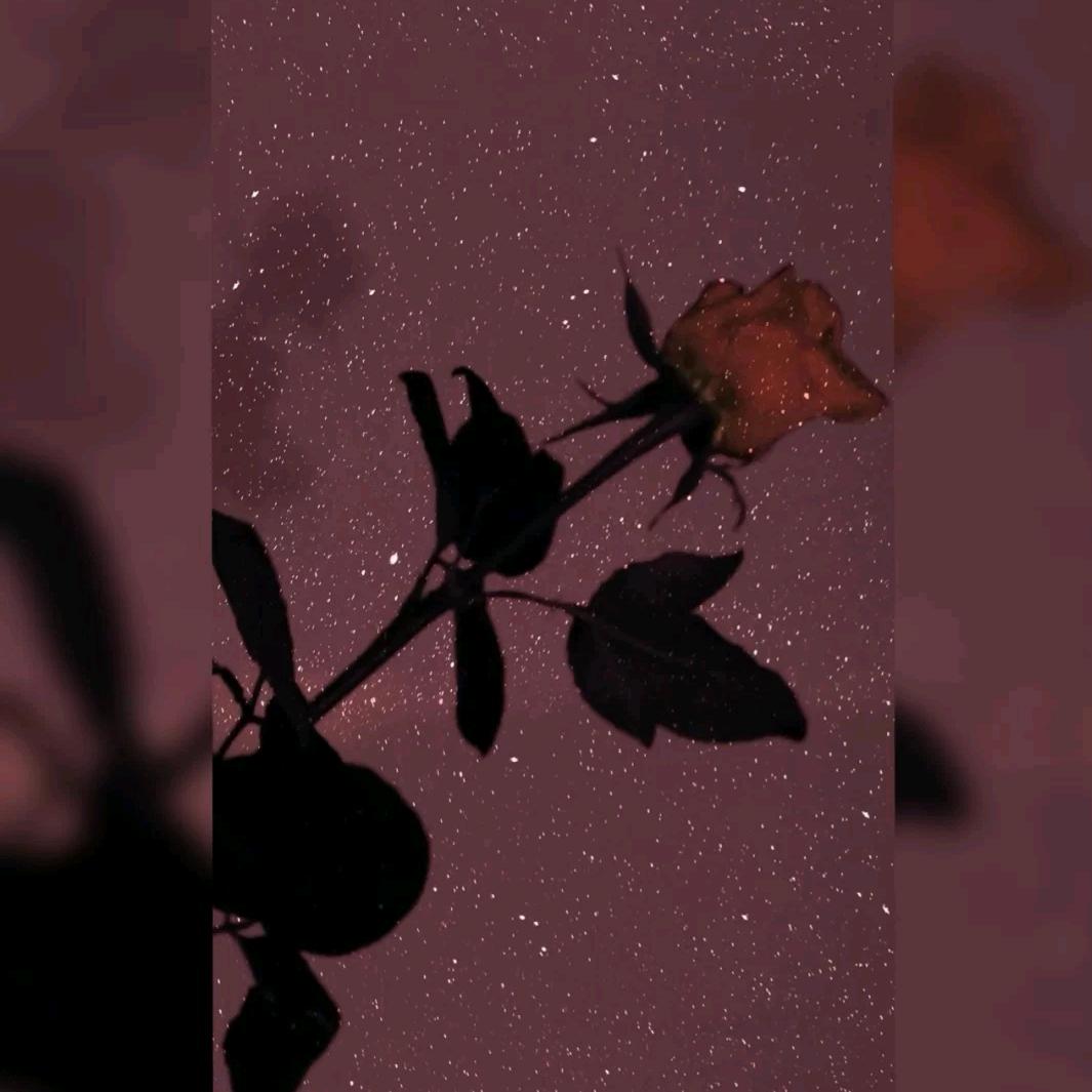 牛奶味的一小只团子