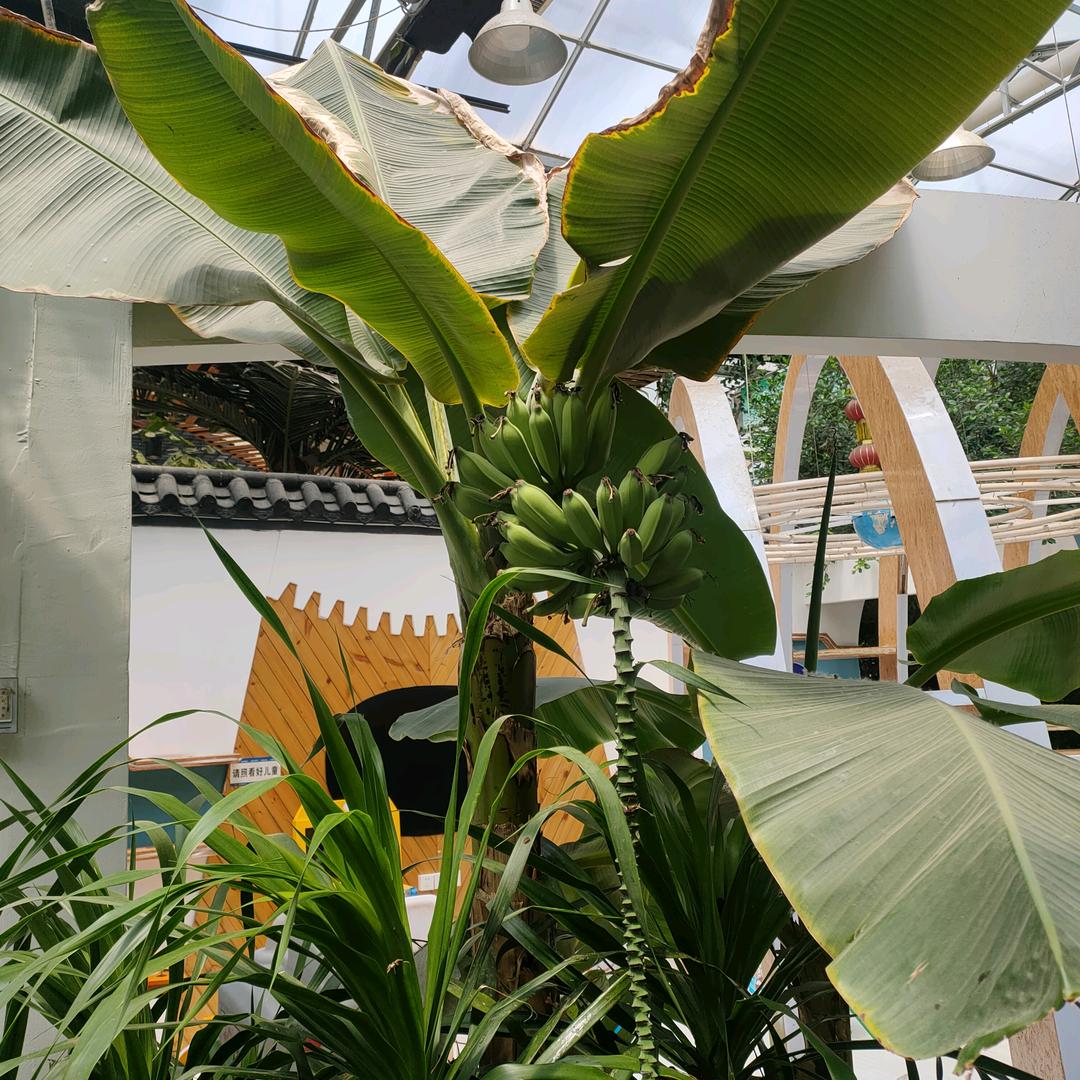 &紫荆花开&