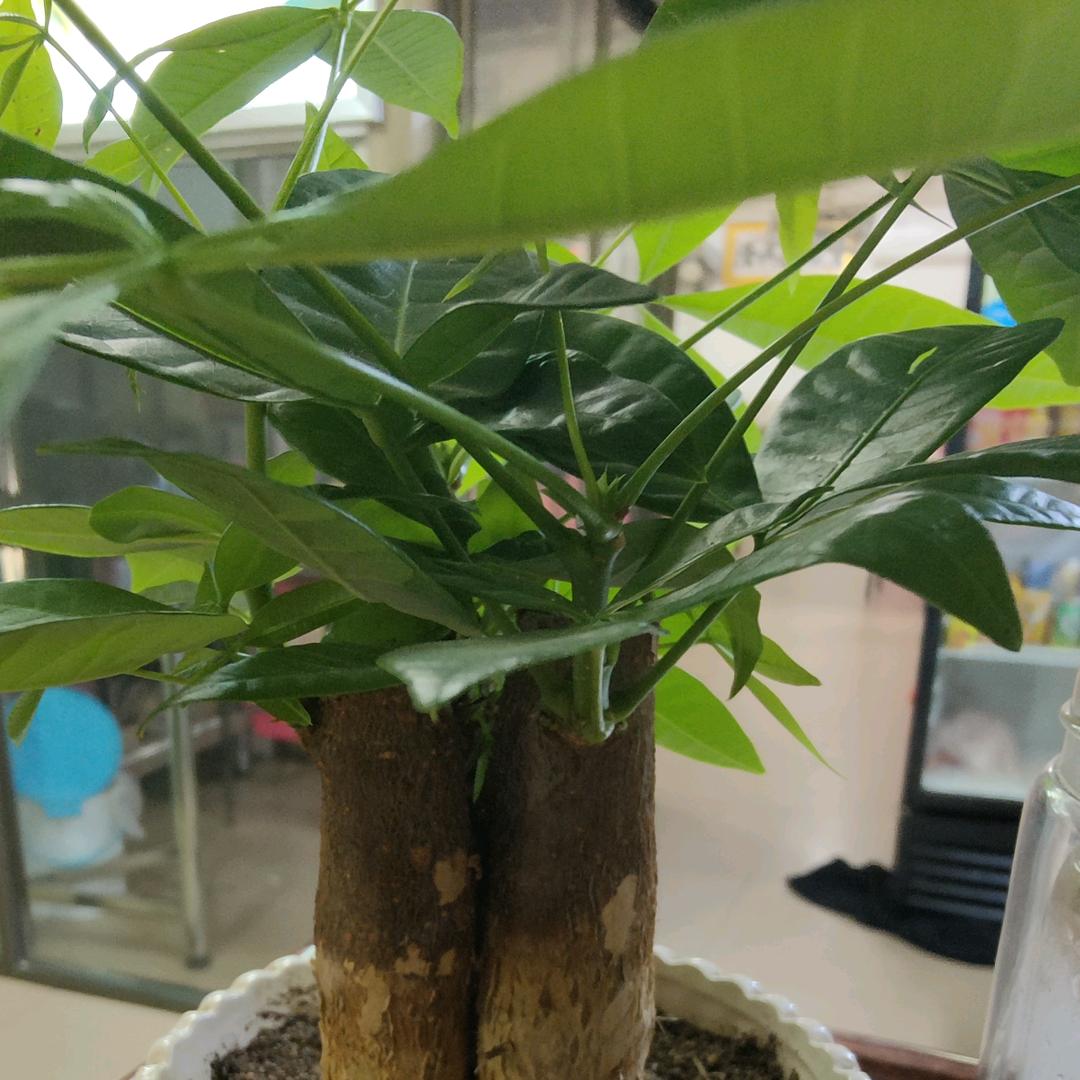 真诚告白